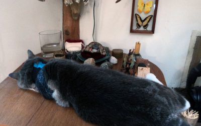 Helping our cat after surgery