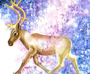 New children’s book a tribute to mountain caribou